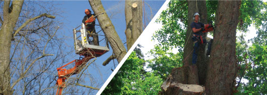 tree surgery, tree surveys, landscaping, woodland management powys wales